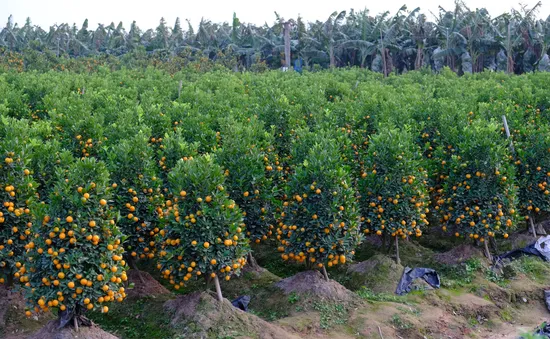 Quất cảnh Văn Giang sẵn sàng đón Tết