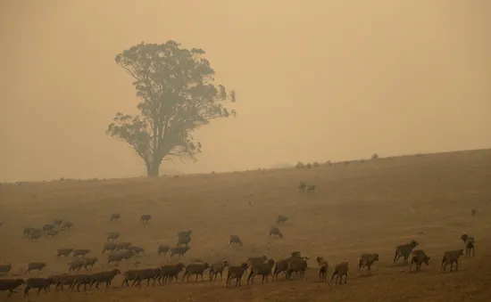 Khói do cháy rừng Australia phát tán khắp thế giới