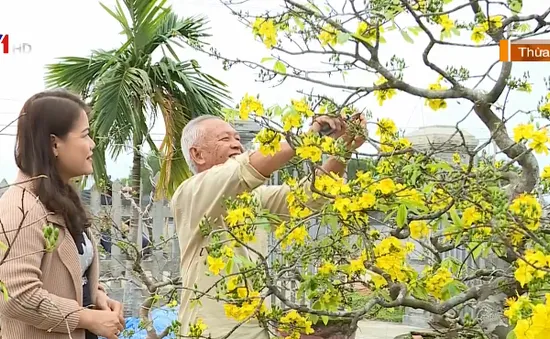 Làng mai Huế vào vụ Tết