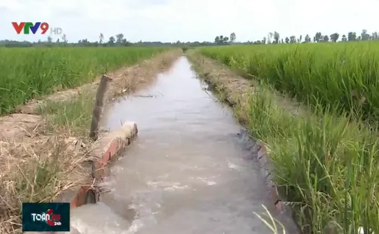 300.000ha lúa Đông Xuân ở ĐBSCL an toàn trước hạn mặn