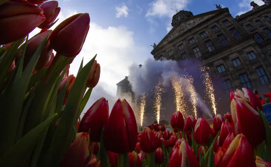 Hàng trăm nghìn bông hoa tulip khoe sắc tại Ngày hội hoa tulip Hà Lan