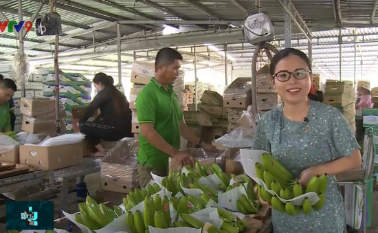 Xuất khẩu trái cây ĐBSCL và những chuyển biến lớn về chất