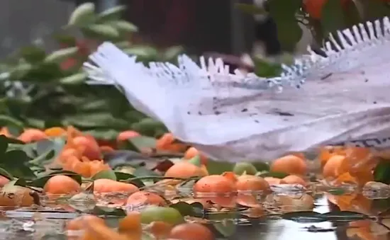 Người buôn cây cảnh thiệt hại nặng sau trận mưa lớn đêm Giao thừa
