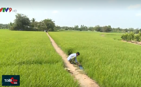 Bảo vệ sản xuất nông nghiệp, ổn định đời sống người dân trước mặn xâm nhập