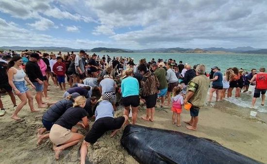 Hơn 1.000 người tham gia giải cứu đàn cá voi mắc cạn trên bờ biển New Zealand