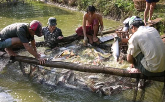 An Giang đẩy mạnh liên kết tiêu thụ cá tra