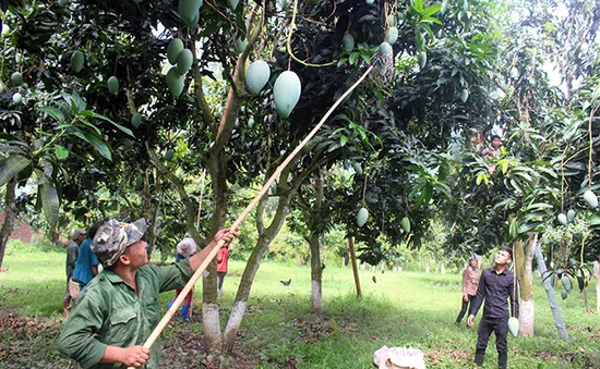 Từ bán ngô, bán sắn đến “hiện tượng" Sơn La