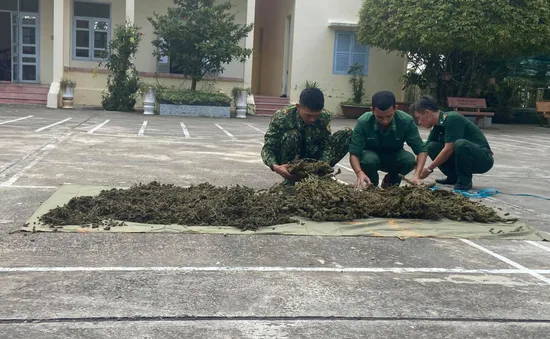 Thu giữ 12kg cần sa vận chuyển trái phép từ Campuchia vào Việt Nam