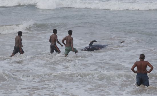 Sri Lanka cứu hộ hàng trăm con cá voi hoa tiêu mắc cạn