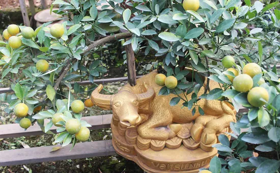 Trâu vàng “cõng” quất bonsai hút khách sành chơi, giá chục triệu đồng