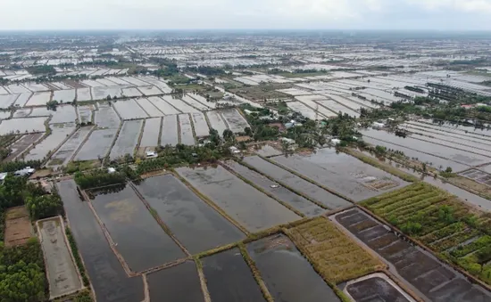 Hàng ngàn hecta lúa bị thiệt hại vì hạn hán và xâm nhập mặn