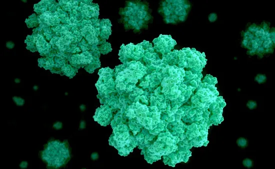 Phát hiện 200 ca nhiễm Norovirus từ một sòng bạc tại Mỹ