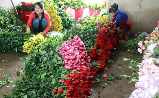 Lần đầu tiên hoa hồng Đà Lạt rớt giá trước Valentine