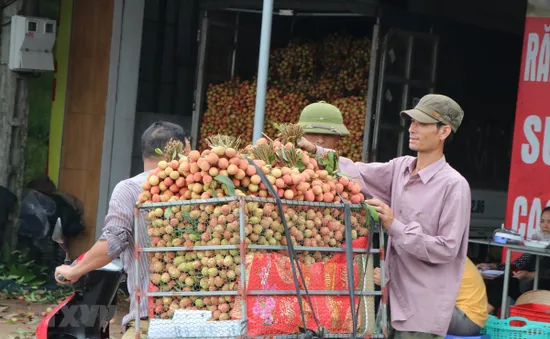 Chuẩn bị các điều kiện cần thiết để xuất khẩu vải quả tươi sang Nhật Bản