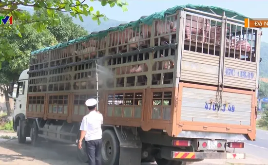 Tăng cường kiểm soát vận chuyển động vật ngừa dịch cúm