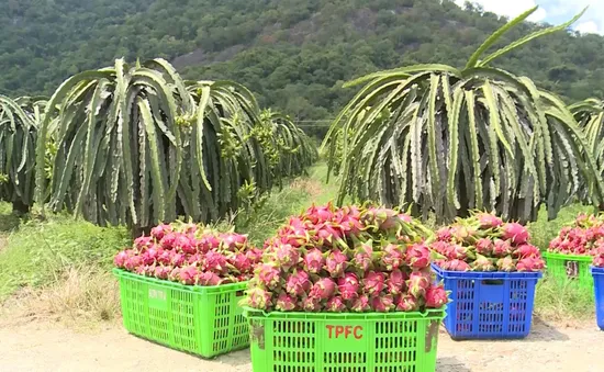 Giá thanh long bất ngờ tăng mạnh: Có hay không “bẫy quay vòng” của thương lái?