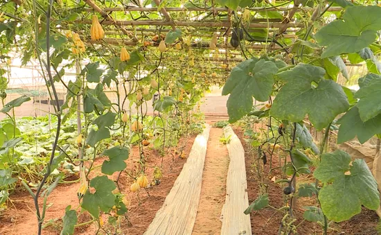 Khám phá vườn bí dị dạng