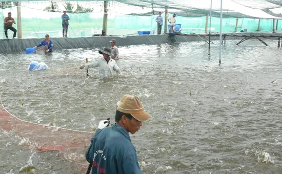 Bạc Liêu tập trung tìm đầu ra cho người nuôi tôm