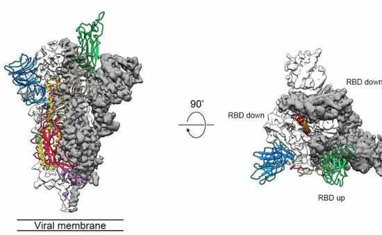 Bản đồ 3D virus Corona mới