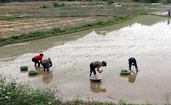 Vụ cấy lúa Xuân tiết kiệm hàng tỷ m3 nước