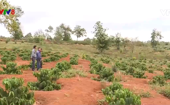 Gia Lai, người dân không mặn mà khi tái canh cà phê