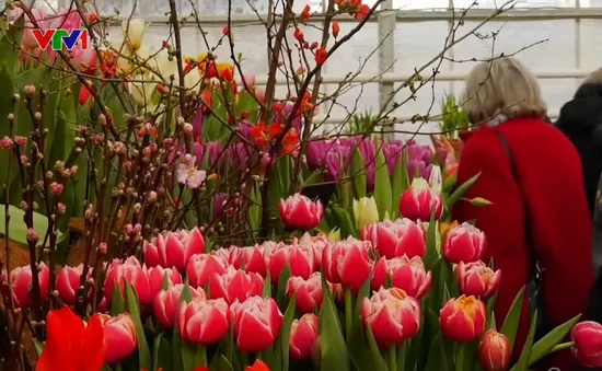 Chiêm ngưỡng hàng nghìn cây hoa tulip nở sớm ở Nga