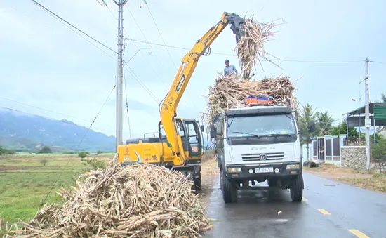 "Tay bốc mía siêu to" giảm sức ép thiếu hụt lao động