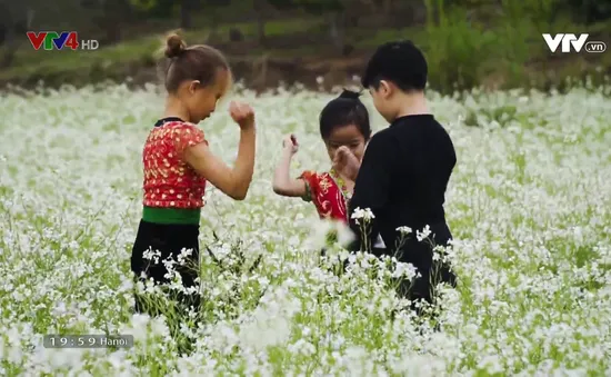 "Tan chảy" trước cánh đồng hoa cải trắng bạt ngàn ở Mộc Châu