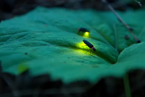 Nhiều loài đom đóm bên bờ tuyệt chủng