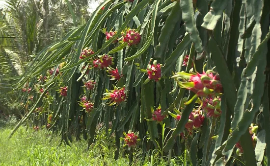 Hàng chục ngàn tấn thanh long khó tiêu thụ vì corona