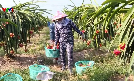 Nhiều giải pháp tiêu thụ thanh long cho nông dân