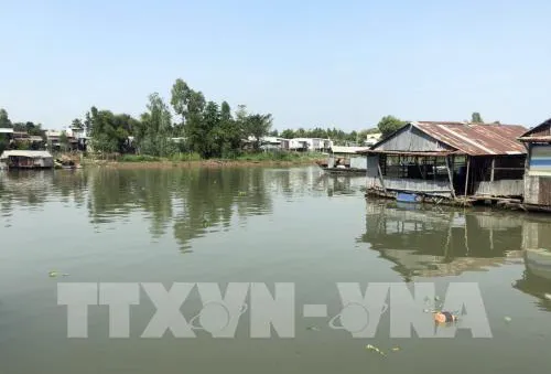 Cá nuôi chết hàng loạt trên sông Cái Vừng, An Giang