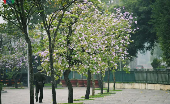 Ngắm sắc hoa ban Tây Bắc tinh khôi, đẹp nao lòng ở Hà Nội