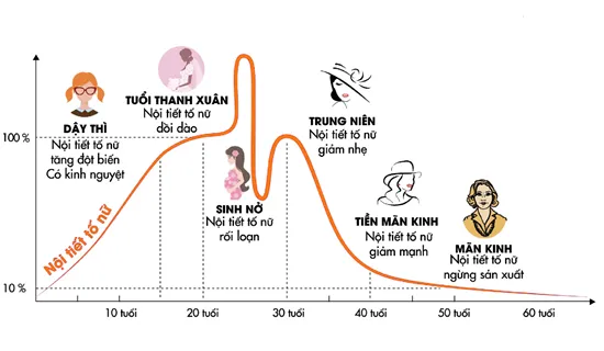 Liệu pháp tăng cường và cân bằng estrogen cho phái đẹp