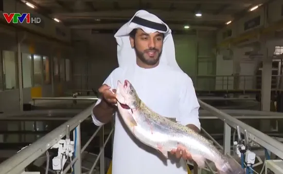Độc đáo mô hình nuôi cá hồi trên sa mạc ở UAE