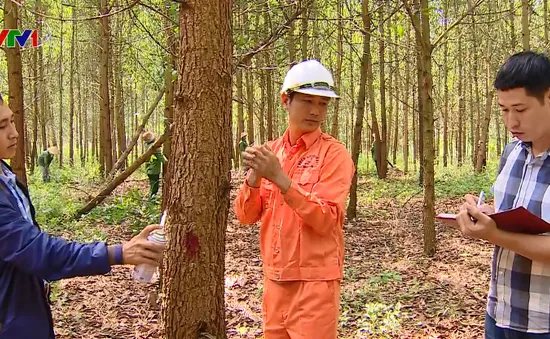 Chủ động thành công nguyên liệu gỗ trong nước