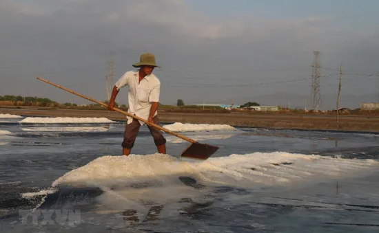 Diêm dân ĐBSCL trúng mùa muối mới