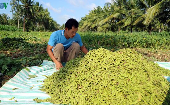 Nông dân An Giang làm giàu từ cây đậu nành rau