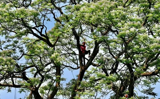 Lớp dạy phụ nữ leo cây vượt qua chứng sợ độ cao