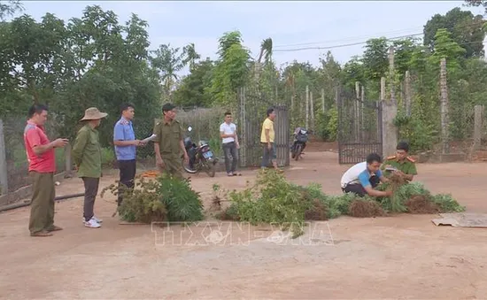 Liên tiếp phát hiện, xử lý 3 gia đình trồng cần sa trái phép ở Đăk Lăk