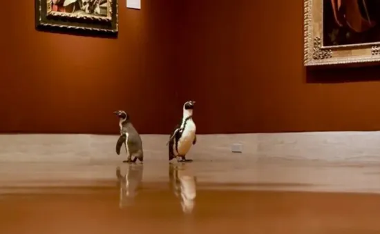 3 chú chim cánh cụt được mời tới thăm viện bảo tàng