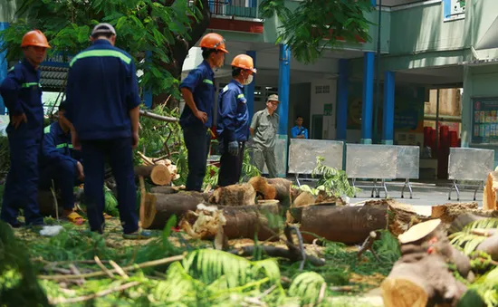 Vụ cây phượng đổ làm chết học sinh: Sở GD&ĐT TP.HCM ra công văn khẩn