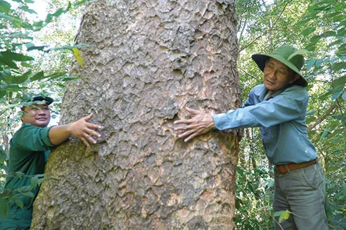 Phát hiện quần thể lim xanh quý hiếm, có cây 4 người ôm mới hết