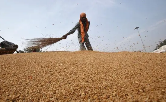 Hơn 40 triệu người Tây Phi đang có nguy cơ đối mặt với nạn đói