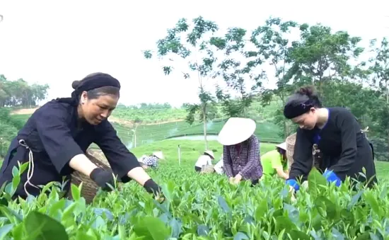 Thị trường trong nước - “Chỗ dựa” giúp ngành chè vượt khó