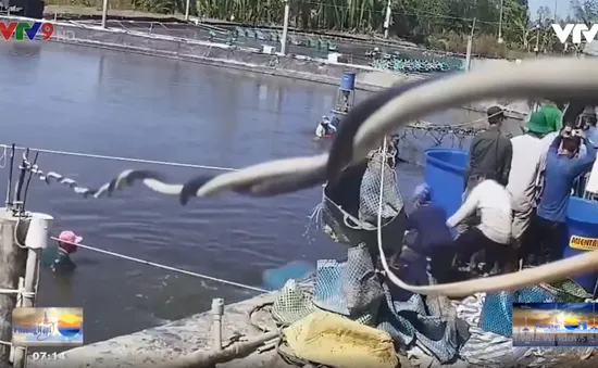 Cảnh giác với thủ đoạn trộm tôm ở Cà Mau