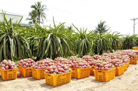 Thanh long đầu vụ rớt giá thảm