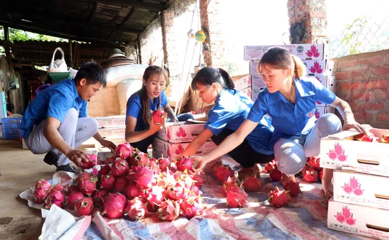 10 tấn thanh long Việt lên đường chinh phục thị trường Nga