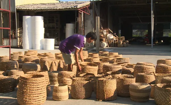 Khát vọng giữ nghề ở làng cói Nga Sơn trong đại dịch COVID-19