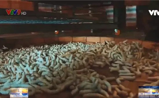 Nuôi tằm ăn cơm đứng